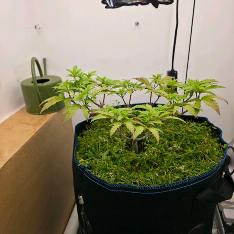Planet of the Grapes RBX growlog timeline photo