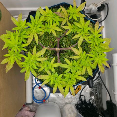 Planet of the Grapes RBX growlog timeline photo