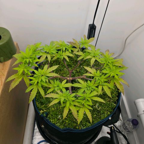 Planet of the Grapes RBX growlog timeline photo