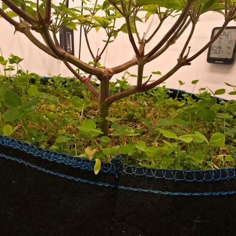 Planet of the Grapes RBX growlog timeline photo