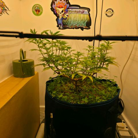 Planet of the Grapes RBX growlog timeline photo