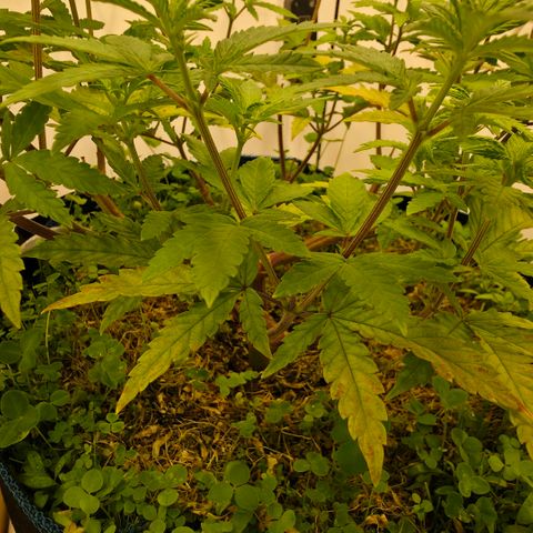 Planet of the Grapes RBX growlog timeline photo