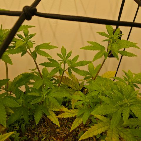 Planet of the Grapes RBX growlog timeline photo
