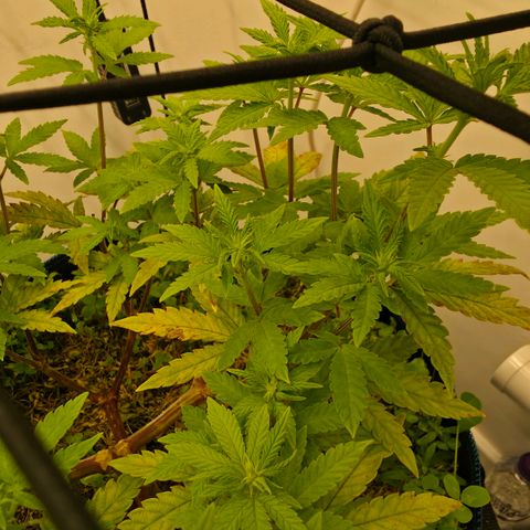 Planet of the Grapes RBX growlog timeline photo