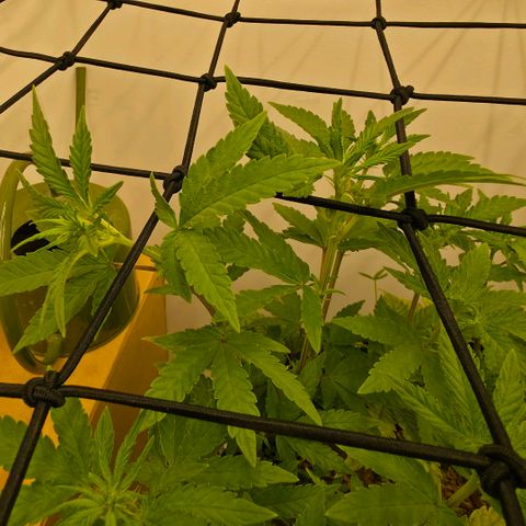 Planet of the Grapes RBX growlog timeline photo
