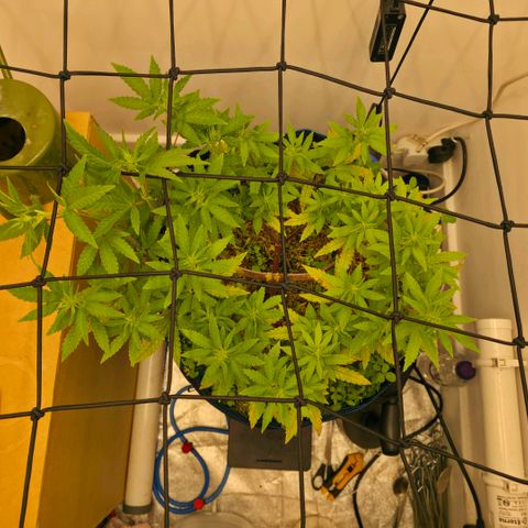 Planet of the Grapes RBX growlog timeline photo
