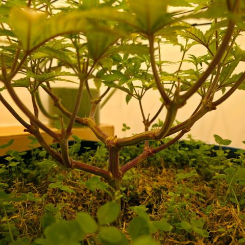 Planet of the Grapes RBX growlog timeline photo