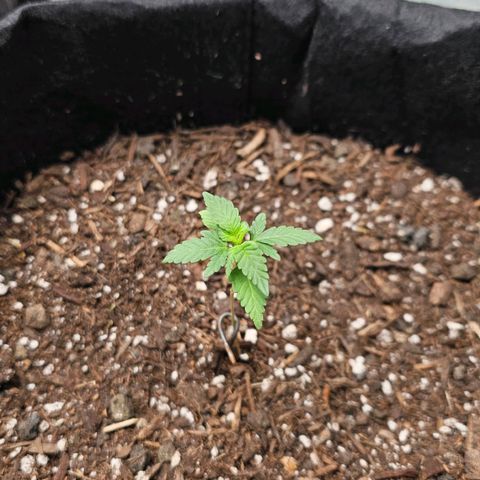 Cherry Pie growlog timeline photo