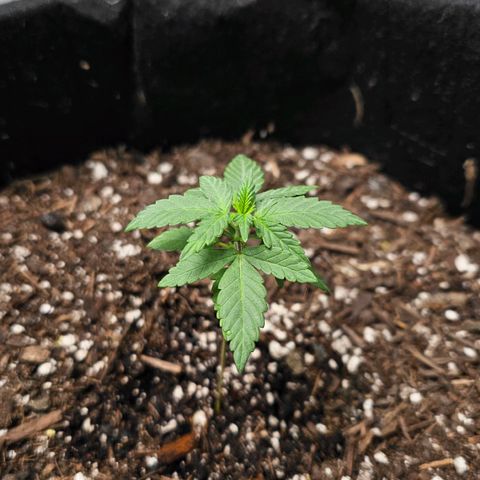 Cherry Pie growlog timeline photo