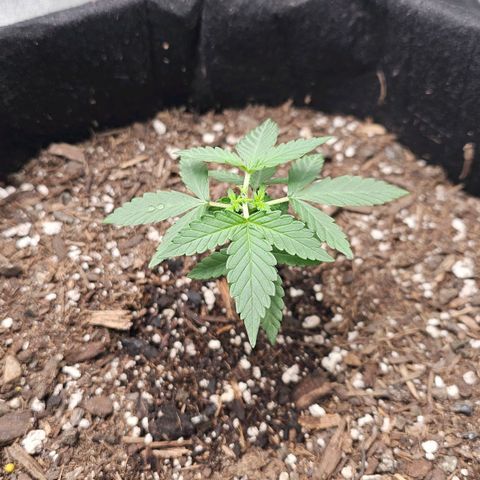 Cherry Pie growlog timeline photo
