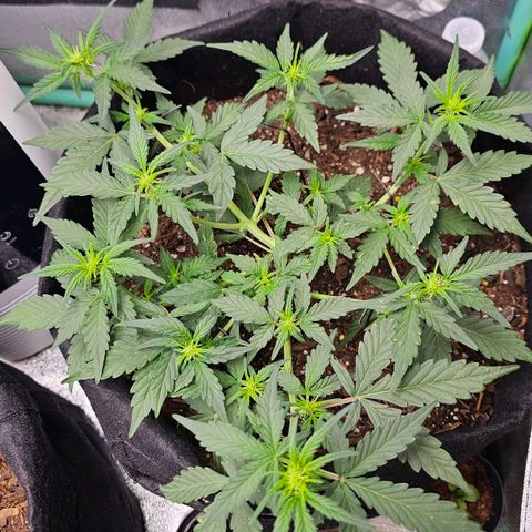 Cherry Pie growlog timeline photo