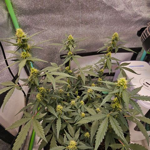 Cherry Pie growlog timeline photo
