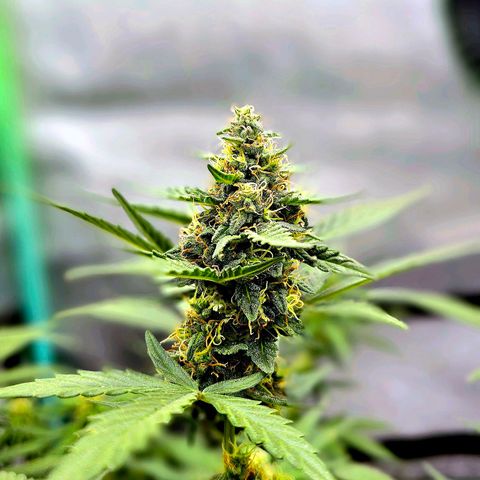 Cherry Pie growlog timeline photo