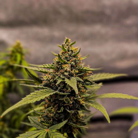 Cherry Pie growlog timeline photo