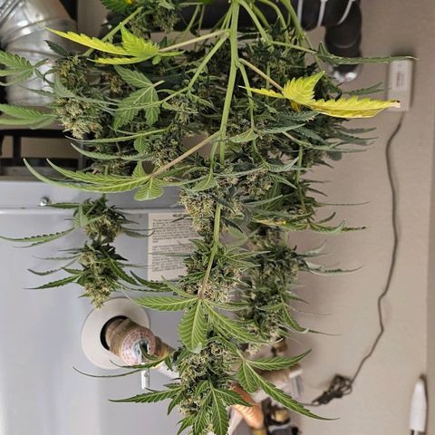 Cherry Pie growlog timeline photo