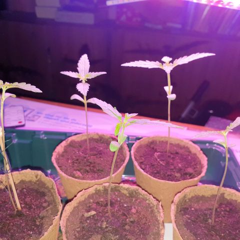 Unbekannte Sorte growlog timeline photo