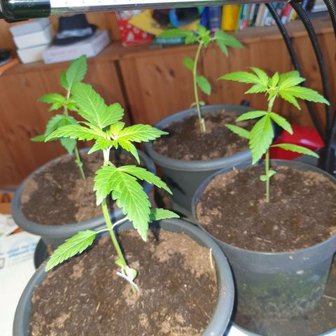 Unbekannte Sorte growlog timeline photo
