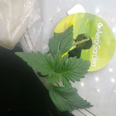 G 13 Mr. HAPPY brown pot  growlog timeline photo