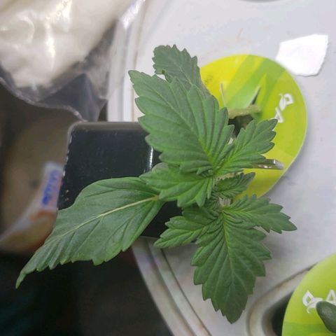 G 13 Mr. HAPPY brown pot  growlog timeline photo