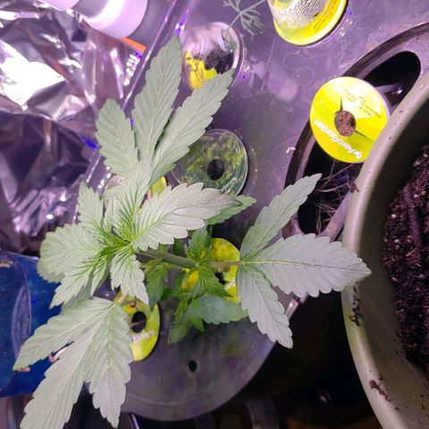 G 13 Mr. HAPPY brown pot  growlog photo: After taking sister for transplant 