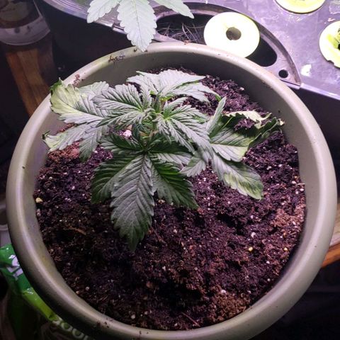 G 13 Mr. HAPPY brown pot  growlog photo: Plant went into transplant shock. Did second transplant to a smaller pot and she is perking back up next to her sister