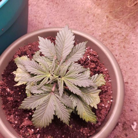 G 13 Mr. HAPPY brown pot  growlog photo: 2 days after transplant, plant is recovering well and needs lots of water. I have continued to give it a nutrient sugar water mixture to encourage growth 