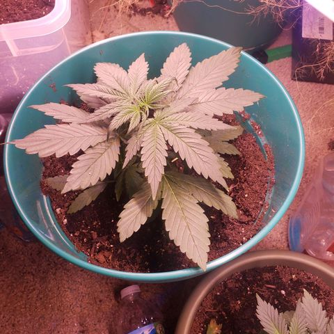 G 13 Mr. HAPPY brown pot  growlog timeline photo