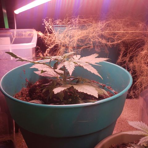 G 13 Mr. HAPPY brown pot  growlog timeline photo