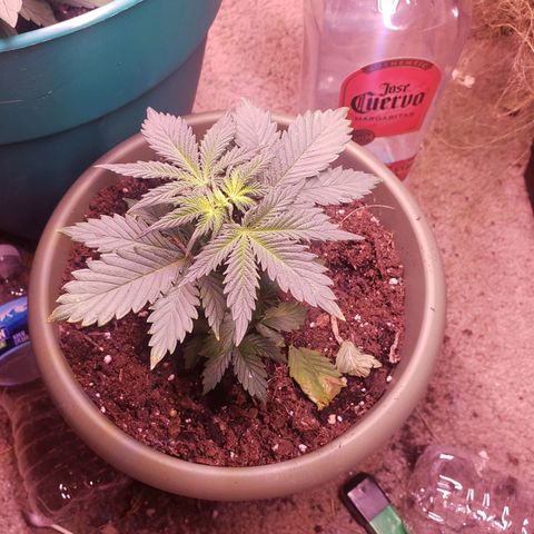 G 13 Mr. HAPPY brown pot  growlog timeline photo