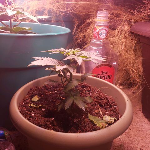 G 13 Mr. HAPPY brown pot  growlog timeline photo