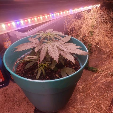 Blue pot  growlog photo: Added fan to room. Removed other plant to put in other room 