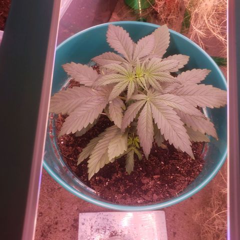 Blue pot  growlog photo: Added fan to room. Removed other plant to put in other room 
