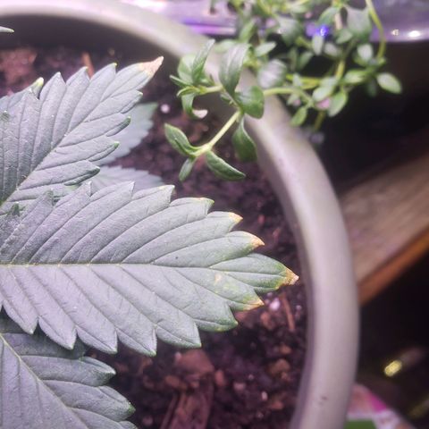 G 13 Mr. HAPPY brown pot  growlog photo: Moved back towards aerogarden for the light. Poked holes in bottom of pot to help with drainage. Showing signs of nutrient burn 