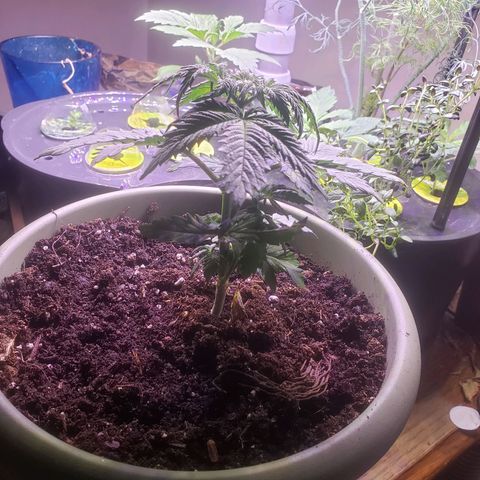 G 13 Mr. HAPPY brown pot  growlog photo: Moved back towards aerogarden for the light. Poked holes in bottom of pot to help with drainage. Showing signs of nutrient burn 