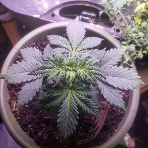 G 13 Mr. HAPPY brown pot  growlog photo: Moved back towards aerogarden for the light. Poked holes in bottom of pot to help with drainage. Showing signs of nutrient burn 