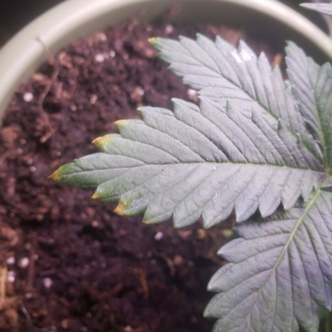 G 13 Mr. HAPPY brown pot  growlog photo: Moved back towards aerogarden for the light. Poked holes in bottom of pot to help with drainage. Showing signs of nutrient burn 