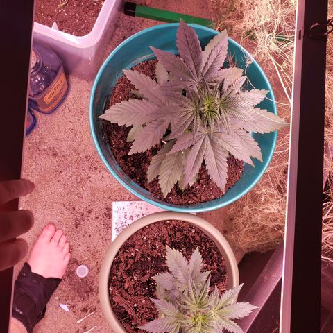 G 13 Mr. HAPPY brown pot  growlog timeline photo