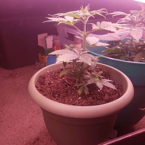 G 13 Mr. HAPPY brown pot  growlog timeline photo