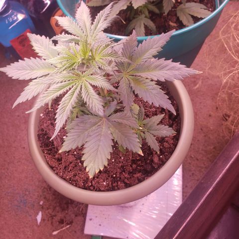 G 13 Mr. HAPPY brown pot  growlog timeline photo