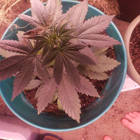 Blue pot  growlog timeline photo