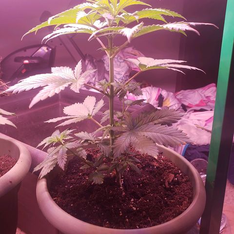 G 13 Mr. HAPPY brown pot  growlog timeline photo