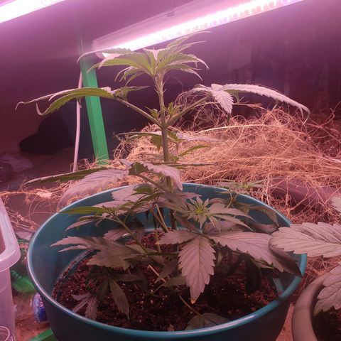 Blue pot  growlog timeline photo