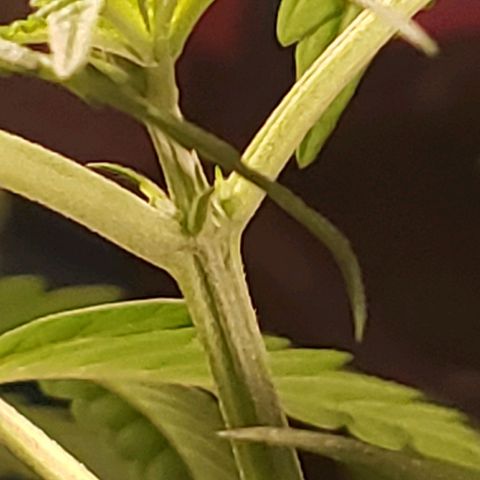 Blue pot  growlog timeline photo