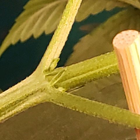 Blue pot  growlog timeline photo