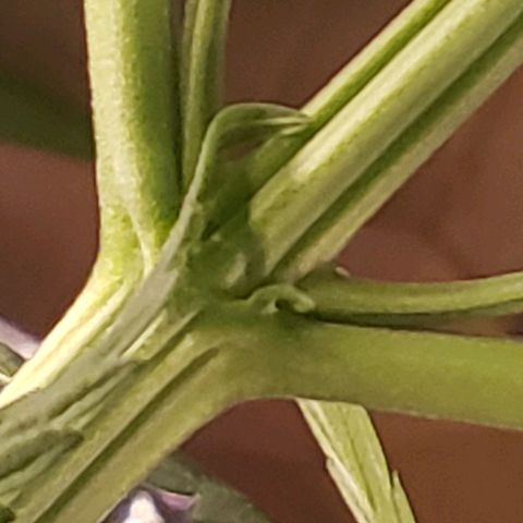 Blue pot  growlog timeline photo