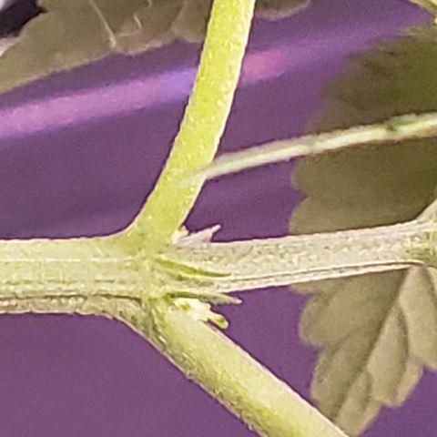 Blue pot  growlog timeline photo