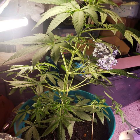 Blue pot  growlog timeline photo