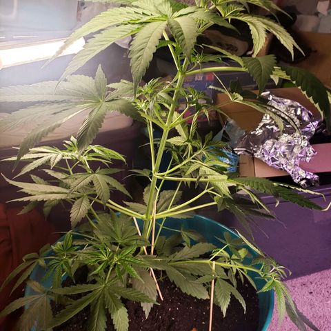 Blue pot  growlog timeline photo