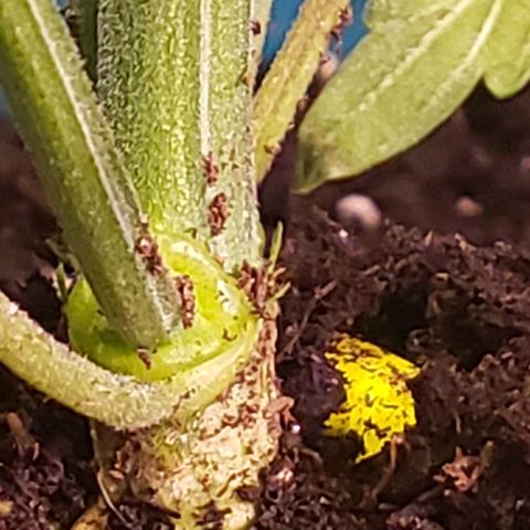 Blue pot  growlog timeline photo