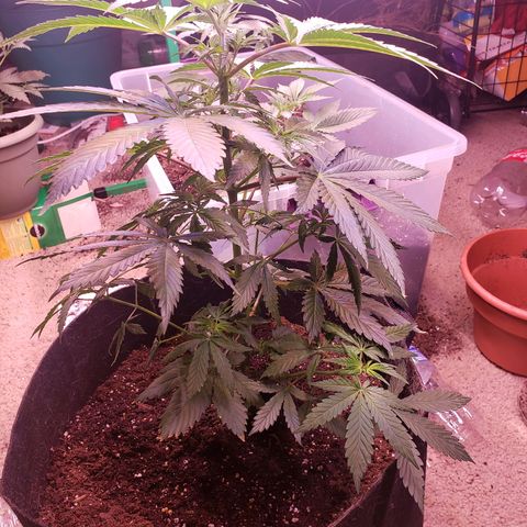 G 13 Mr. HAPPY brown pot  growlog timeline photo